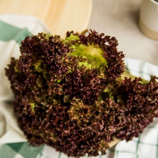 Салат Lollo Rosso с бесплатной доставкой в Минске