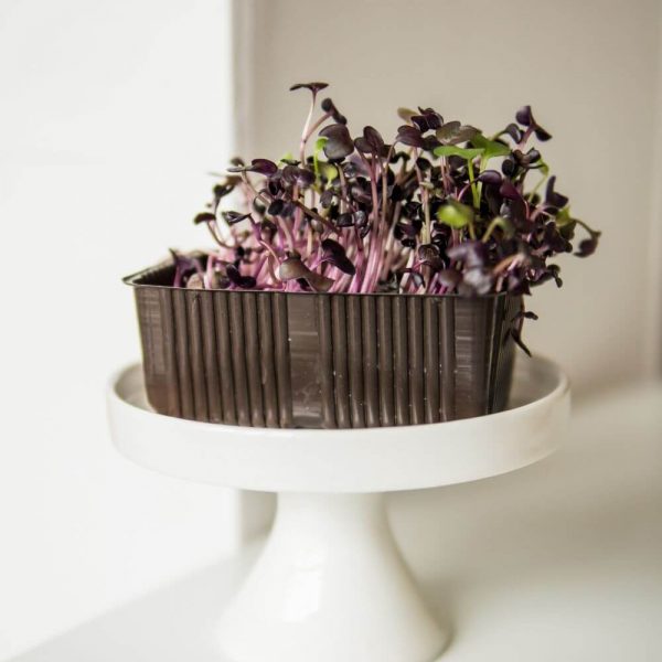 Микрозелень Редис красный - с доставкой в день заказа