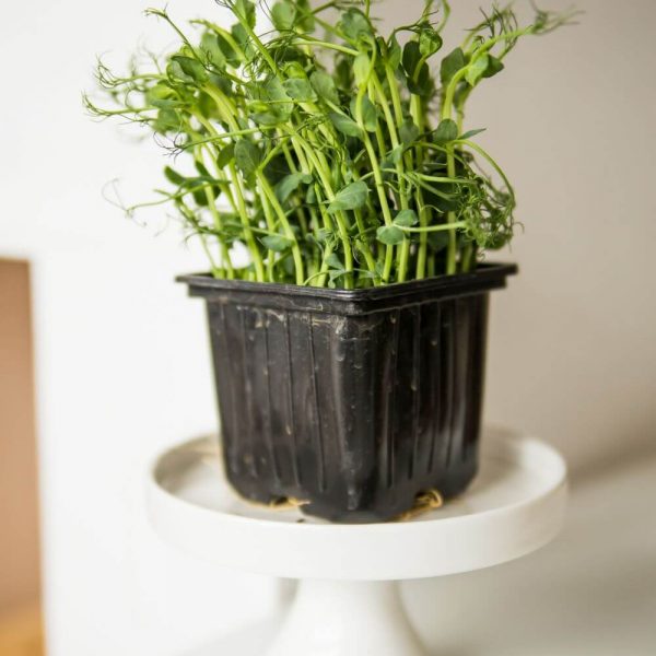 Микрозелень Горох - витаминный комплекс в натуральном виде!