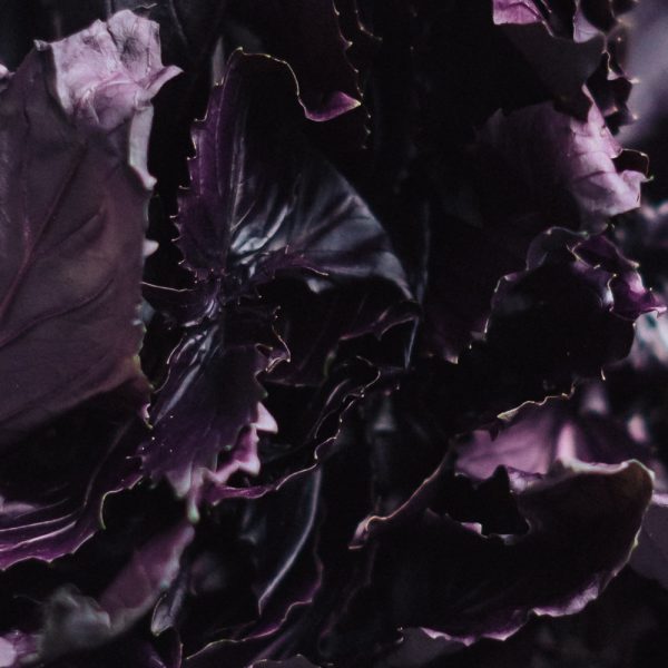 базилик красный свежий