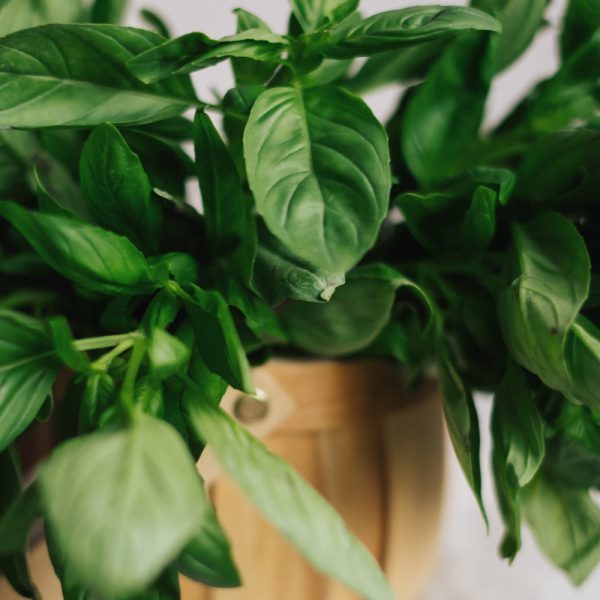 базилик зеленый свежий