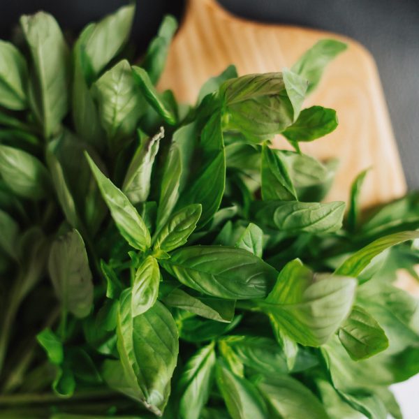 свежий зеленый базилик