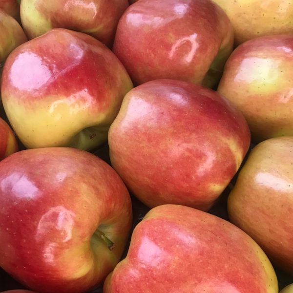 Яблоко Амброзия