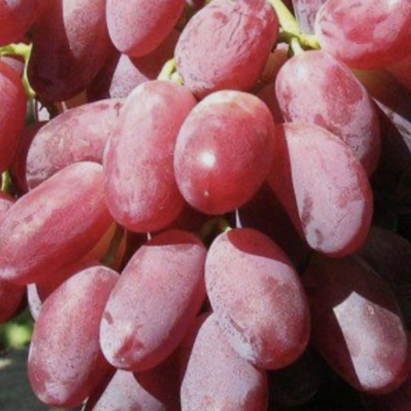 Виноград узбекский