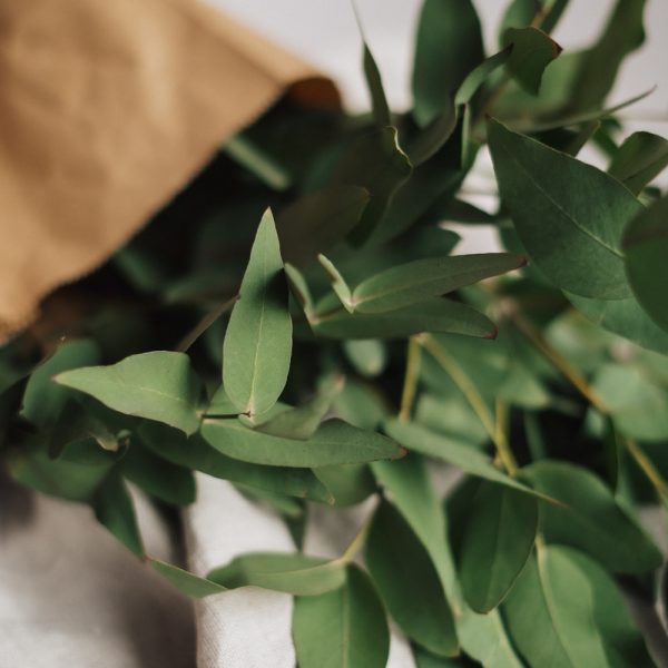 купить свежий эвкалипт