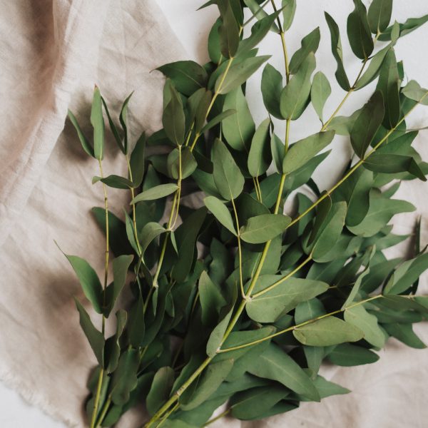 эвкалипт свежий купить в Минске