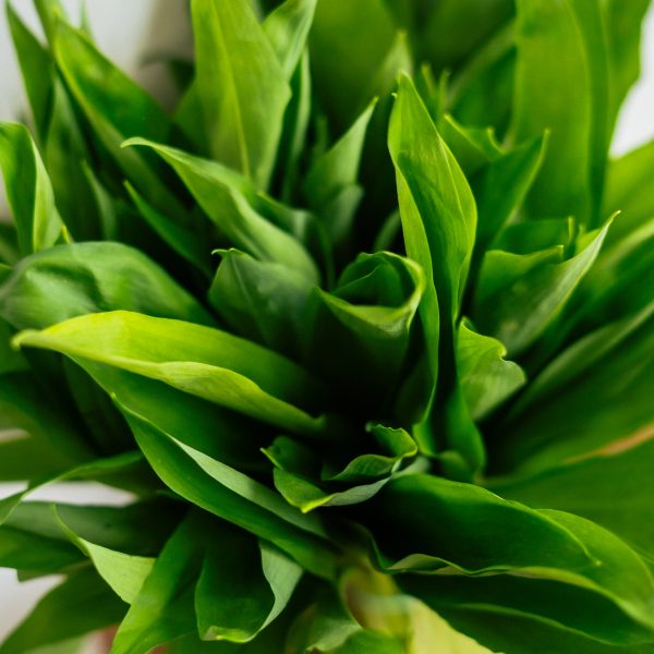 купить черемшу в Минске