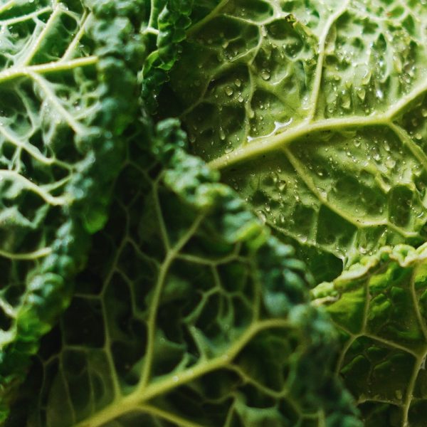 Савойская капуста купить в Минске